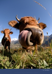Cow