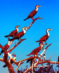 Cormorans Rouge