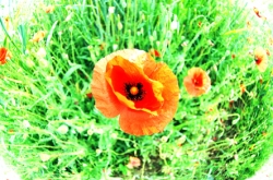 Coquelicot