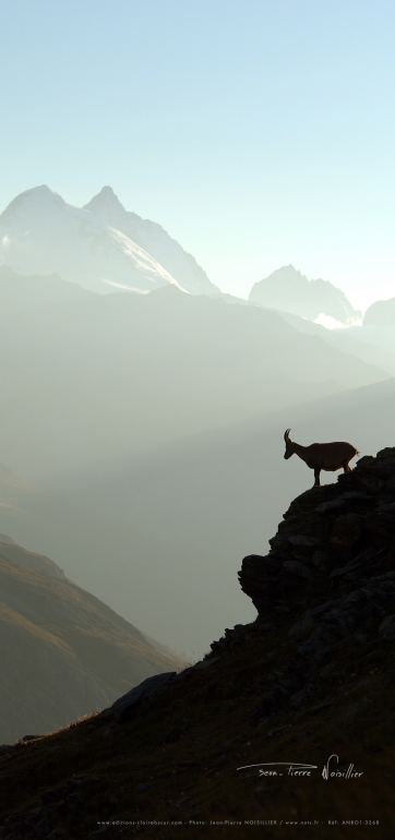 Bouquetin en Vanoise