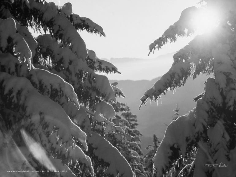 Sapins enneig&eacute;s