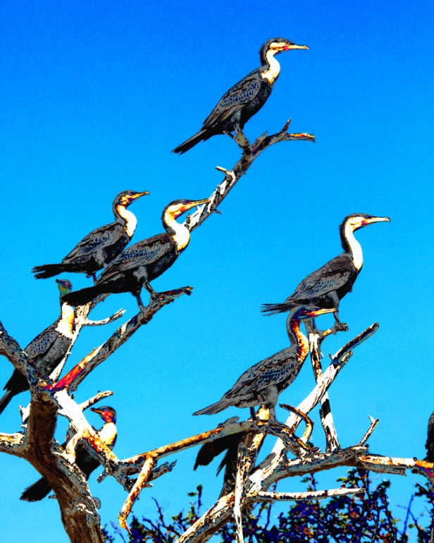 Cormorans Gris